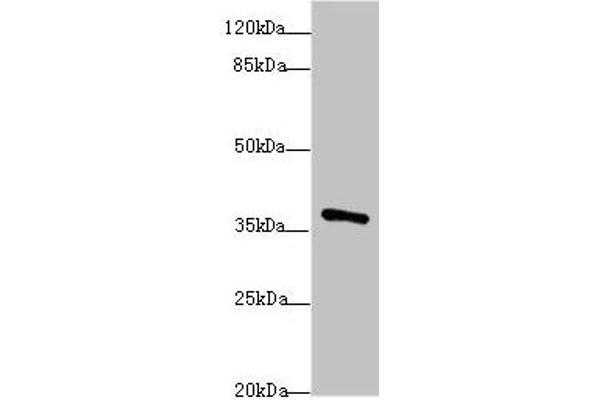 POU4F3 anticorps  (AA 1-180)