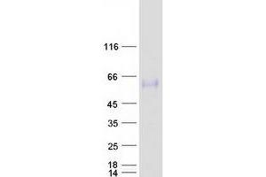 Western Blotting (WB) image for Osteopetrosis Associated Transmembrane Protein 1 (OSTM1) protein (Myc-DYKDDDDK Tag) (ABIN2728027)