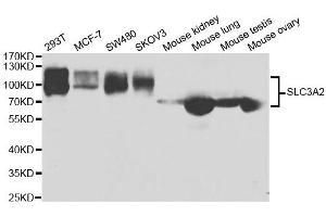 Western blot analysis of extracts of various cell lines, using SLC3A2 antibody. (SLC3A2 抗体  (AA 360-529))