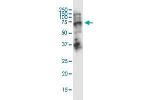 STAU2 monoclonal antibody (M01), clone 5C5. (Double-stranded RNA-binding protein Staufen homolog 2 (STAU2) (AA 2-90) 抗体)