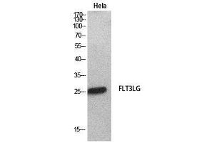 Western Blot (WB) analysis of HeLa cells using Flt3-L Polyclonal Antibody. (FLT3LG 抗体  (Internal Region))