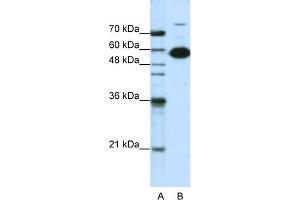 WB Suggested Anti-NONO Antibody Titration:  1. (NONO 抗体  (C-Term))