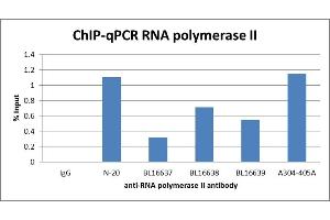 anti-RNA Polymerase II (AA 754-804) antibody