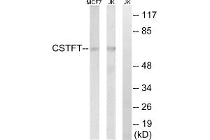 Western blot analysis of extracts from MCF-7 cells and Jurkat cells, using CSTF2T antibody. (CSTF2T 抗体  (Internal Region))