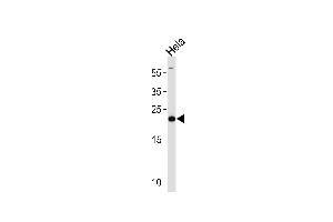 PRDX2 Antibody (Center) (ABIN1882119 and ABIN2839533) western blot analysis in Hela cell line lysates (35 μg/lane). (Peroxiredoxin 2 抗体  (AA 98-127))