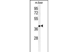 Western blot analysis of ISM1 Antibody in mouse liver tissue lysates (35ug/lane) (ISM1 抗体  (C-Term))