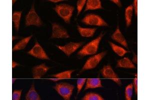 Immunofluorescence analysis of L929 cells using TMX2 Polyclonal Antibody at dilution of 1:100. (TMX2 抗体)