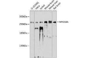 Western blot analysis of extracts of various cell lines, using MYO18A antibody (ABIN6129619, ABIN6144276, ABIN6144277 and ABIN6224863) at 1:1000 dilution. (Myosin XVIIIA 抗体  (AA 1970-2054))