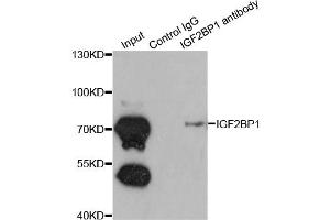 Immunoprecipitation analysis of 200ug extracts of K562 cells using 1ug IGF2BP1 antibody. (IGF2BP1 抗体)