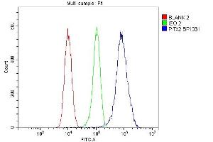 Flow Cytometry analysis of 293T cells using anti-PITX2 antibody (ABIN7603131). (PITX2 抗体  (N-Term))