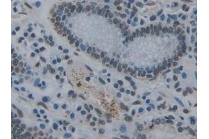 Immunohistochemistry (IHC) image for anti-Torsin Family 1, Member A (Torsin A) (TOR1A) (AA 33-321) antibody (ABIN7443317)