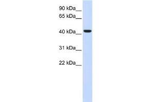WB Suggested Anti-BACE1 Antibody Titration:  0. (BACE1 抗体  (N-Term))