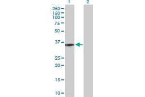 Western Blot analysis of C5AR1 expression in transfected 293T cell line by C5AR1 MaxPab polyclonal antibody. (C5AR1 抗体  (AA 1-350))