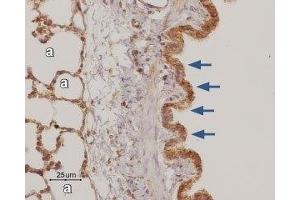 Expression of Adenosine A3 Receptor in rat lungImmunohistochemical staining of paraffin-embedded rat lung sections using Anti-Adenosine A3 Receptor Antibody (ABIN7042891, ABIN7043892 and ABIN7043893), (1:50). (Adenosine A3 Receptor (ADORA3) Peptide)