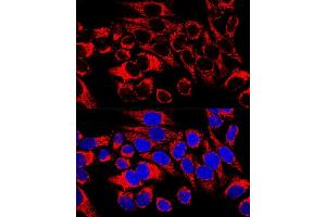 Confocal immunofluorescence analysis of HeLa cells using HSP60/HSPD1 Polyclonal Antibody (ABIN3021181, ABIN3021182, ABIN3021183 and ABIN6214053) at dilution of 1:400. (HSPD1 抗体  (AA 27-240))