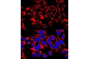Confocal immunofluorescence analysis of HeLa cells using HSP60/HSPD1 Polyclonal Antibody (ABIN3021181, ABIN3021182, ABIN3021183 and ABIN6214053) at dilution of 1:400. (HSPD1 抗体  (AA 27-240))
