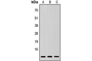Western blot analysis of SUMO3 expression in HeLa (A), Raw264. (SUMO3 抗体  (N-Term))