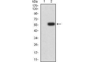 Western blot analysis using CD335 mAb against HEK293 (1) and CD335 (AA: extra 22-258)-hIgGFc transfected HEK293 (2) cell lysate. (NCR1 抗体  (AA 22-258))