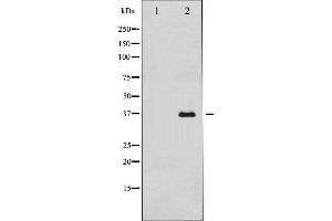 Western blot analysis of Hela whole cell lysates, using ARG1 Antibody.