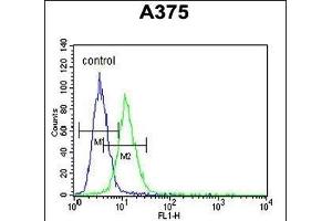CS Antibody (N-term) (ABIN652074 and ABIN2840538) flow cytometric analysis of  cells (right histogram) compared to a negative control cell (left histogram). (CS (AA 27-55), (N-Term) 抗体)