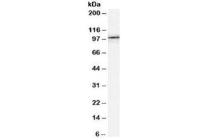 Western blot testing of NIH3T3 lysate with FE65 antibody at 0. (FE65 抗体)