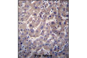 GGT7 Antibody (N-term) (ABIN657079 and ABIN2846241) immunohistochemistry analysis in formalin fixed and paraffin embedded human liver tissue followed by peroxidase conjugation of the secondary antibody and DAB staining. (GGT7 抗体  (N-Term))