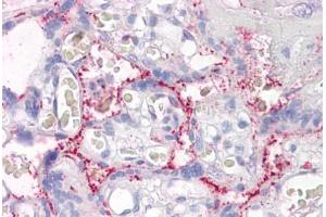 Anti-RASIP1 antibody IHC staining of human placenta. (RASIP1 抗体  (AA 951-963))