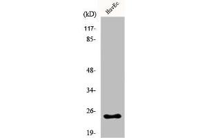 Western Blot analysis of COLO205 cells using KDEL Receptor 2 Polyclonal Antibody (KDELR2 抗体  (Internal Region))