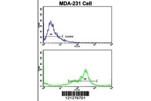 Flow cytometric analysis of MDA-231 cells using VCP Antibody (bottom histogram) compared to a negative control cell (top histogram). (VCP 抗体  (C-Term))