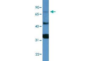 Western Blot analysis of HepG2 cell lysate with MFI2 polyclonal antibody  at 0. (MFI2 抗体  (C-Term))
