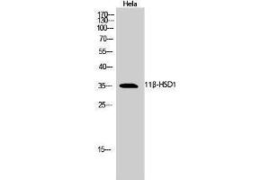 Western Blotting (WB) image for anti-Hydroxysteroid (11-Beta) Dehydrogenase 1 (HSD11B1) (N-Term) antibody (ABIN3183074) (HSD11B1 抗体  (N-Term))