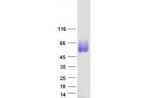Western Blotting (WB) image for Olfactory Receptor, Family 2, Subfamily J, Member 2 (OR2J2) protein (Myc-DYKDDDDK Tag) (ABIN2727896)