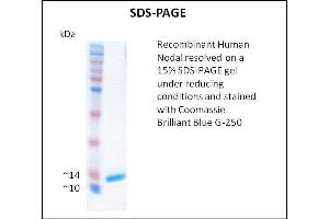 SDS-PAGE (SDS) image for Nodal Homolog (NODAL) (Active) protein (ABIN5509792) (Nodal 蛋白)