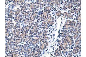 Image no. 2 for anti-Leucine Carboxyl Methyltransferase 1 (LCMT1) antibody (ABIN1499107) (LCMT1 抗体)