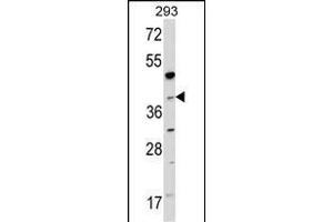 Western blot analysis of hNAGK- (R) in 293 cell line lysates (35 μg/lane). (NAGK 抗体  (C-Term))