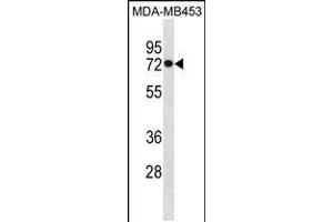 Western blot analysis in MDA-MB453 cell line lysates (35ug/lane). (HSPA1L 抗体  (C-Term))