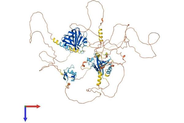 NCOA7 Protein (AA 1-942) (His tag)