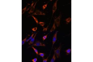 Immunofluorescence analysis of NIH-3T3 cells using CKMT1B Polyclonal Antibody (ABIN3017245, ABIN3017246, ABIN3017247 and ABIN6220012) at dilution of 1:100 (40x lens). (CKMT1B 抗体  (AA 1-85))