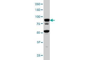 TFRC monoclonal antibody (M01), clone 1E6 Western Blot analysis of TFRC expression in Hela S3 NE . (Transferrin Receptor 抗体  (AA 68-168))
