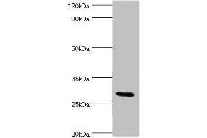 Western blot All lanes: COLEC11 antibody at 4 μg/mL + Rat liver tissue Secondary Goat polyclonal to rabbit IgG at 1/10000 dilution Predicted band size: 29, 27, 22, 30, 25, 24, 31 kDa Observed band size: 29 kDa (COLEC11 抗体  (AA 26-271))