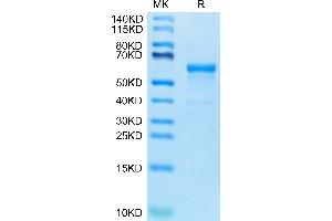 LI Cadherin (AA 567-777) protein (Fc Tag)
