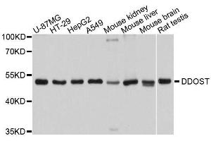 Western blot analysis of extracts of various cell lines, using DDOST antibody. (DDOST 抗体  (AA 40-300))