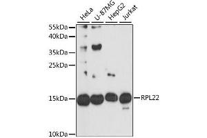 Western blot analysis of extracts of various cell lines, using RPL22 antibody. (RPL22 抗体  (AA 1-122))