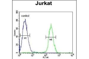 RNF8 Antibody (ABIN653777 and ABIN2843067) flow cytometric analysis of Jurkat cells (right histogram) compared to a negative control cell (left histogram). (RNF8 抗体)