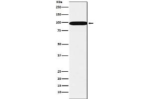 Western blot analysis of SFPQ expression in A431 cell lysate.