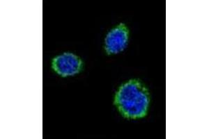 Confocal immunofluorescent analysis of GAD2 / GAD65 Antibody (Center) Cat.