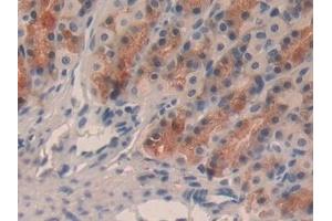 Detection of TFF2 in Rat Stomach Tissue using Monoclonal Antibody to Trefoil Factor 2 (TFF2) (Trefoil Factor 2 抗体  (AA 27-129))