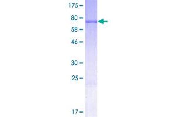 Cytokeratin 28 Protein (KRT28) (AA 1-464) (GST tag)
