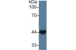 Western Blot; Sample: Bovine Small intestine lysate; Primary Ab: 3µg/ml Rabbit Anti-Bovine WNT3A Antibody Second Ab: 0. (WNT3A 抗体  (AA 19-355))