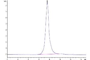 Size-exclusion chromatography-High Pressure Liquid Chromatography (SEC-HPLC) image for Tumor Necrosis Factor Receptor Superfamily, Member 8 (TNFRSF8) (AA 19-379) protein (His-Avi Tag,Biotin) (ABIN7274158)